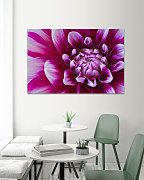 Obraz Fialový zoom kvetu 1750